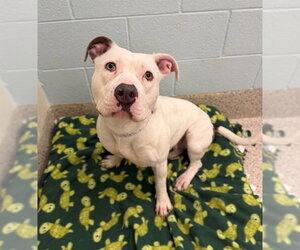 Mutt Dogs for adoption in Brighton, CO, USA