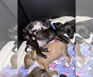Mutt Dogs for adoption in New Orleans, LA, USA