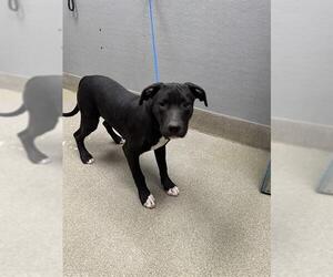 American Pit Bull Terrier-Argentinian Mastiff Mix Dogs for adoption in Las Vegas, NV, USA