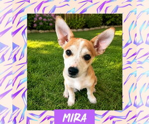 Rat Terrier-Unknown Mix Dogs for adoption in Littleton, CO, USA