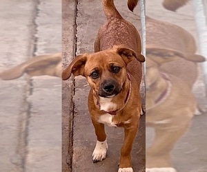 Dachshund-Unknown Mix Dogs for adoption in Cottonwood, AZ, USA