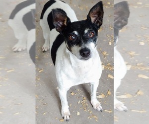 Rat Terrier Dogs for adoption in New Smyrna Beach, FL, USA