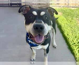 American Pit Bull Terrier Dogs for adoption in Pueblo, CO, USA