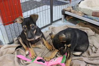 Medium Photo #1 English Foxhound-German Shepherd Dog Mix Puppy For Sale in Sebec, ME, USA