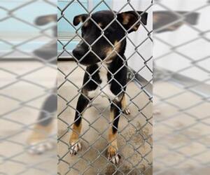 German Shepherd Dog-Siberian Husky Mix Dogs for adoption in Temple, TX, USA