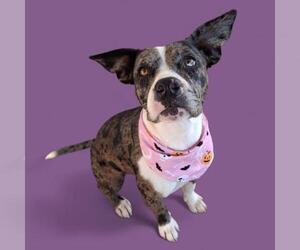 Catahoula Leopard Dog-Unknown Mix Dogs for adoption in Bakersfield, CA, USA