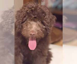 Labradoodle Dogs for adoption in Turlock, CA, USA