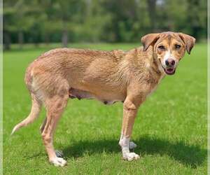Mutt Dogs for adoption in Talladega, AL, USA