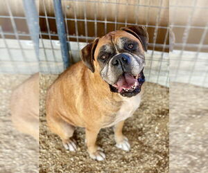 Boxer Dogs for adoption in Austin, TX, USA