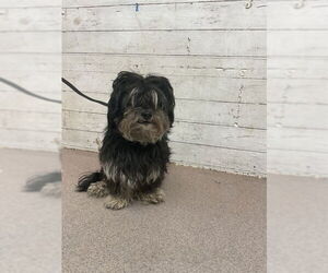 Mutt Dogs for adoption in San Bernardino, CA, USA