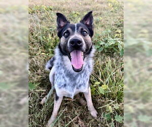 Mutt Dogs for adoption in Garden City, NY, USA