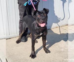 Boxer-Unknown Mix Dogs for adoption in Louisville, KY, USA