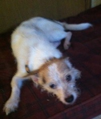 Medium Photo #1 Cairn Terrier Puppy For Sale in Tonopah, AZ, USA