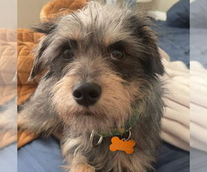 Miniature Schnauzer-Unknown Mix Dogs for adoption in Fargo, ND, USA