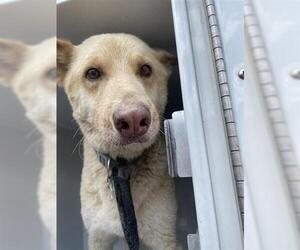 German Shepherd Dog Dogs for adoption in Houston, TX, USA