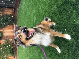 Border-Aussie Dogs for adoption in Campbell, CA, USA