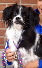Japanese Chin Dogs for adoption in Carrollton, TX, USA
