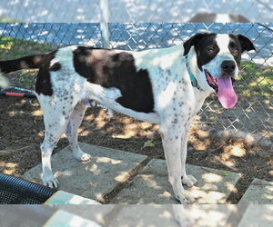 Anatolian Shepherd-Unknown Mix Dogs for adoption in Ocala, FL, USA