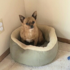 Chihuahua Dogs for adoption in Templeton, CA, USA