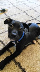 Medium Photo #1 Labrador Retriever-Unknown Mix Puppy For Sale in Florence, AL, USA