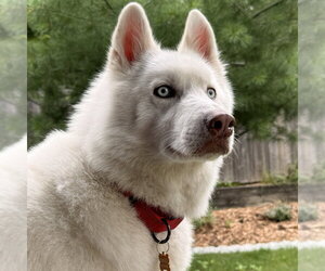 Siberian Husky Dogs for adoption in Minneapolis, MN, USA