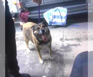 German Shepherd Dog-Unknown Mix Dogs for adoption in Tallahassee, FL, USA