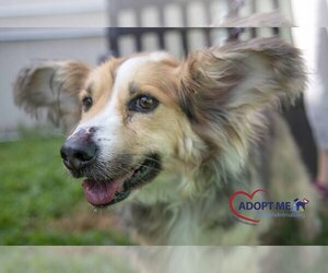Border Collie Dogs for adoption in Alexandria, VA, USA