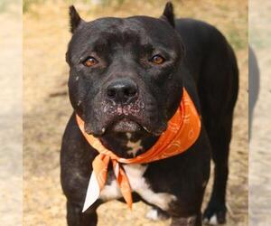 American Staffordshire Terrier-Unknown Mix Dogs for adoption in San Antonio, TX, USA
