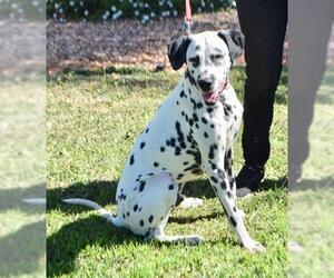 Dalmatian Dogs for adoption in Palo Alto, CA, USA