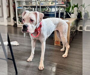 Boxer Dogs for adoption in Dumont, NJ, USA