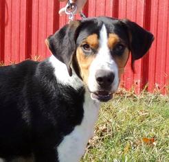 Treeing Walker Coonhound Dogs for adoption in Joplin, MO, USA