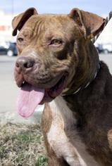 American Bull Dogue De Bordeaux Dogs for adoption in Arlington, TX, USA