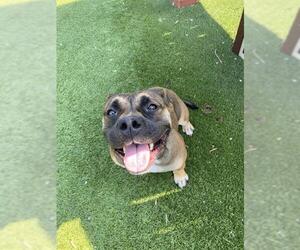 American Bulldog Dogs for adoption in Toronto, Ontario, Canada