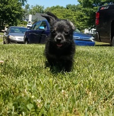 ShiChi Dogs for adoption in Mechanicsburg, PA, USA