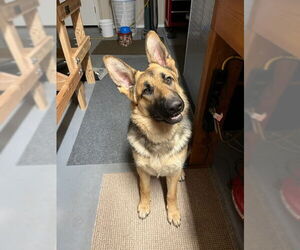 German Shepherd Dog Dogs for adoption in Denton, TX, USA