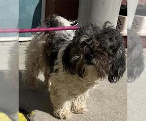 Shih-Poo Dogs for adoption in Forestville, MD, USA