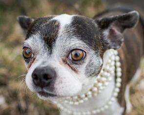 Boston Terrier Dogs for adoption in Saint Louis, MO, USA