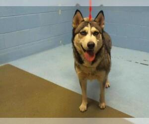 Siberian Husky Dogs for adoption in Moreno Valley, CA, USA
