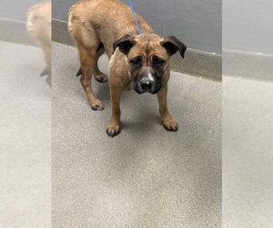 Mutt Dogs for adoption in Las Vegas, NV, USA