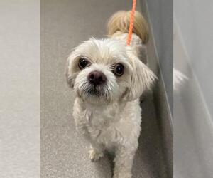 Maltese-Unknown Mix Dogs for adoption in Las Vegas, NV, USA