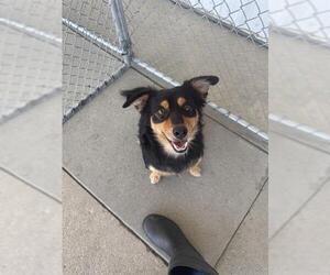 Chihuahua Dogs for adoption in Bakersfield, CA, USA