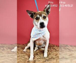 American Pit Bull Terrier-Unknown Mix Dogs for adoption in Bakersfield, CA, USA