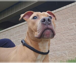 American Pit Bull Terrier-Unknown Mix Dogs for adoption in Glen Allen, VA, USA