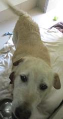 Labrador Retriever Dogs for adoption in Johnson City, TN, USA