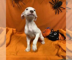 American Pit Bull Terrier Dogs for adoption in Modesto, CA, USA
