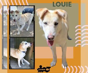 Retriever -Unknown Mix Dogs for adoption in Lindsay, CA, USA