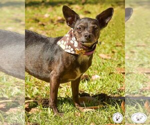 Chihuahua-Unknown Mix Dogs for adoption in Pensacola, FL, USA