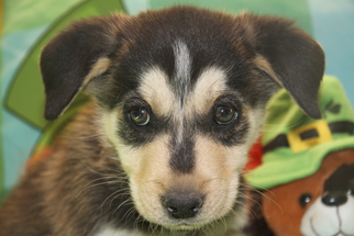 Siberian Husky-Unknown Mix Dogs for adoption in Alamogordo, NM, USA