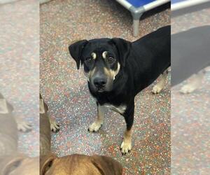 Rottweiler-Unknown Mix Dogs for adoption in Guthrie, OK, USA