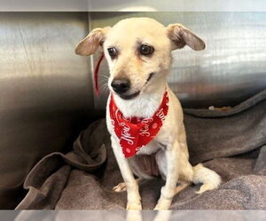 Chihuahua Dogs for adoption in Orange, CA, USA